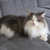 LUTZ + MR.JINGLES: gemeinsamer Neuanfang bei Maine Coon Fans