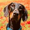 TULIO, unser bildhübscher Doberbube