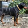 TULIO, unser bildhübscher Doberbube