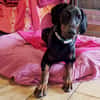 TULIO, unser bildhübscher Doberbube