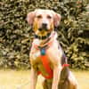 Freddi - ein richtig toller Hundekumpel