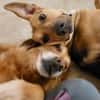 Freddi - ein richtig toller Hundekumpel