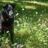 SAMMY DELUXE hofft auf dauerhaftes Heim