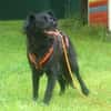 MISS PUMA sucht ruhiges Zuhause