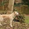 Tobi Labrador Mischling Rüde sucht Heim