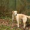 Tobi Labrador Mischling Rüde sucht Heim
