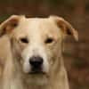 Tobi Labrador Mischling Rüde sucht Heim
