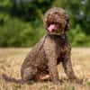 LA-CODY-dufter Typ sucht ruhiges Zuhause
