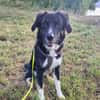 Feli sucht aktives und hundeerfahrenes Zuhause