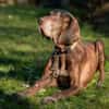 BIRKO - unser liebenswerter Hundesenior