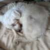 Nox  sucht seine Familie