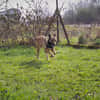JASPER  Ein lieber Malinois-Mix