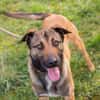 JASPER  Ein lieber Malinois-Mix