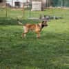 JASPER  Ein lieber Malinois-Mix