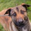 JASPER  Ein lieber Malinois-Mix