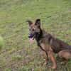 STELLA  Malinois-Mix-Hündin mit ganz viel Lebensfreude