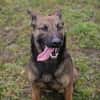 STELLA  Malinois-Mix-Hündin mit ganz viel Lebensfreude