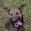 STELLA  Malinois-Mix-Hündin mit ganz viel Lebensfreude