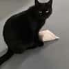 Gina sucht ein ruhiges, liebevolles Zuhause