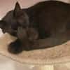 Gina sucht ein ruhiges, liebevolles Zuhause