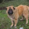 HEROY  Ein fröhlicher besonderer Hund sucht seine Menschen