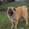 HEROY  Ein fröhlicher besonderer Hund sucht seine Menschen