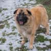 HEROY  Ein fröhlicher besonderer Hund sucht seine Menschen