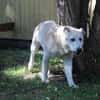 Dagobert lieber Senior su. ruhiges Zuhause
