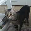 July sucht ein liebevolles Zuhause