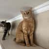 Amelie & Artie  ein liebevolles Dreamte