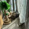 Amelie & Artie  ein liebevolles Dreamte