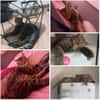 Amelie & Artie  ein liebevolles Dreamte