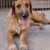 Sanfter ♥ Oscar ♥ wartet schon in 74749 Rosenberg