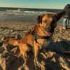 Vito - neues Zuhause gesucht!