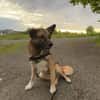 Vito - neues Zuhause gesucht!