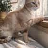 Artur Freundlicher Kater sucht harmonische Familie