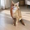 Artur Freundlicher Kater sucht harmonische Familie