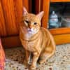 Artur Freundlicher Kater sucht harmonische Familie