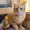 Artur Freundlicher Kater sucht harmonische Familie
