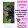 💕Die kleine Struppi 💕 sucht ihr Zuhause