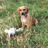 Milla - Körbchen zum Träumen gesucht