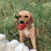Milla - Körbchen zum Träumen gesucht