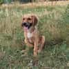 Milla - Körbchen zum Träumen gesucht