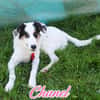 Chanel 47 cm