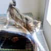Katze Sara sucht ein Zuhause