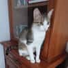 Katze Sara sucht ein Zuhause