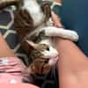 Katze Sara sucht ein Zuhause