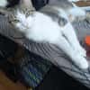 Katze Sara sucht ein Zuhause
