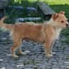 Betty - eine süße Hundedame