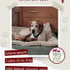 Lola sucht ein Zuhause